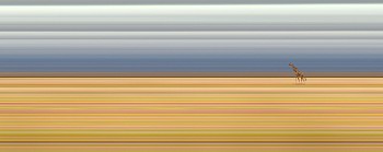 Jay Mark Johnson - AMBOSELI #147, 2014 Amboseli